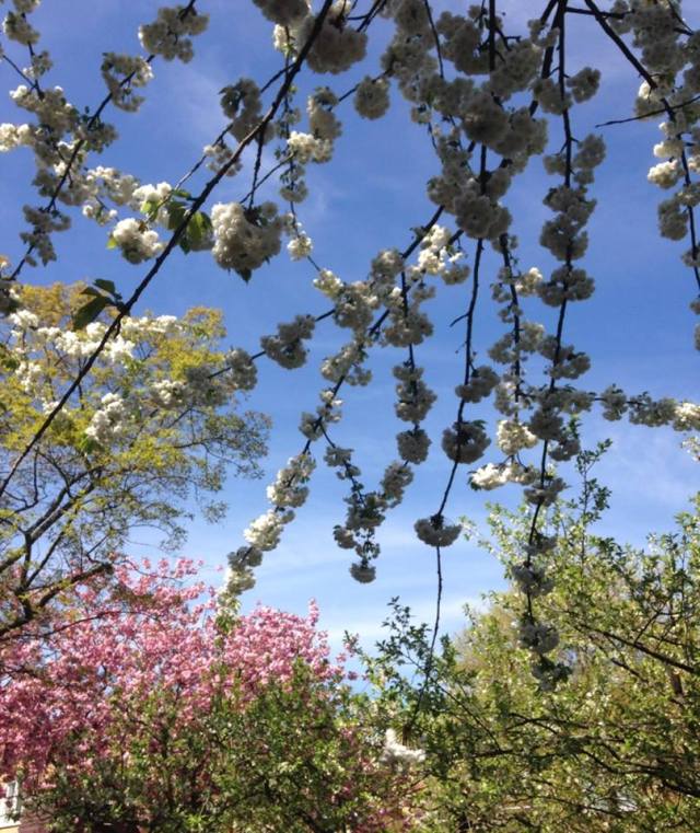 1959468_10152141948218667_8646493728701746657_n